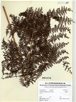 藏品(魚鱗蕨)的圖片